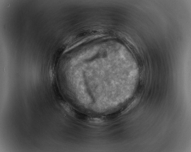 X0000086790285200705111821