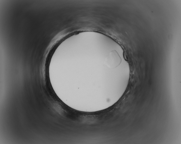 X0000086790296200705111821