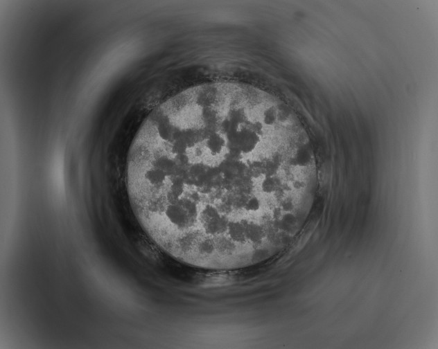 X0000086790335200705111820