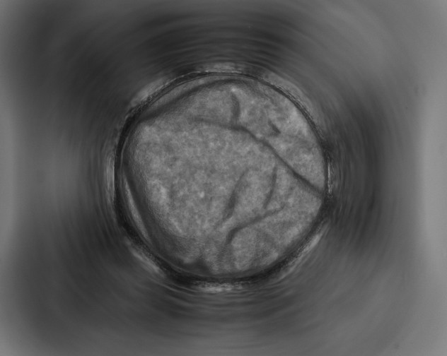 X0000086790349200705111820