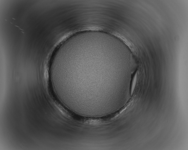 X0000086790350200705111820