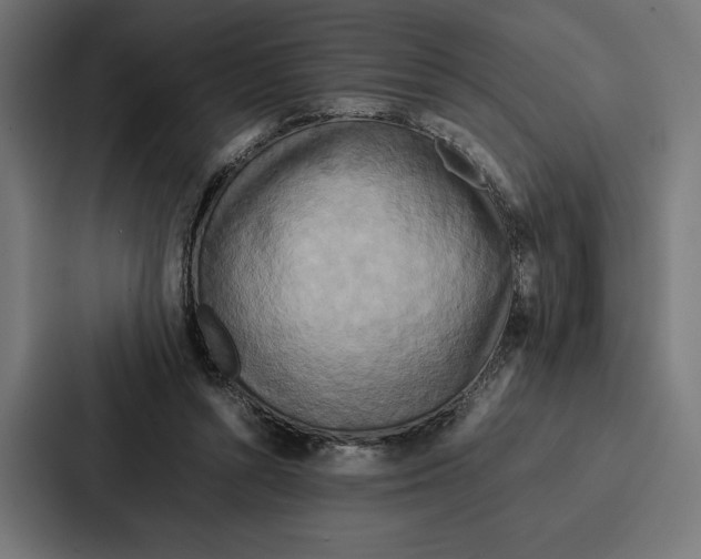 X0000086790352200705111820