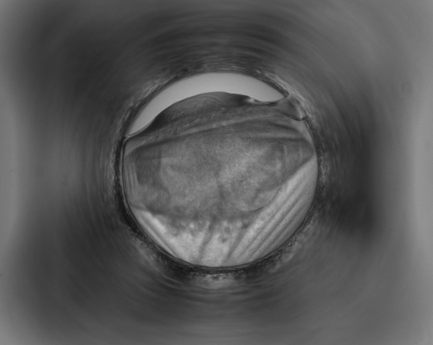 X0000086790353200705111820