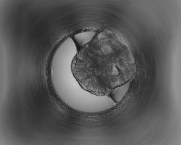 X0000086790354200705111820