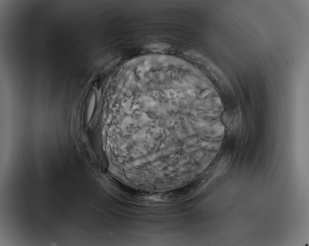 X0000086790365200705111820