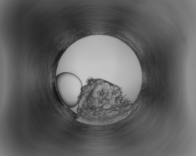 X0000086790366200705111820