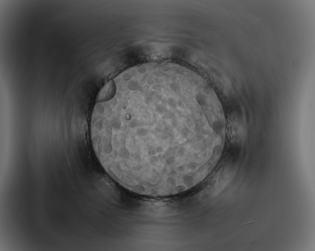 X0000086790523200705111818