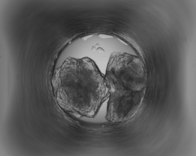 X0000086790529200705111817