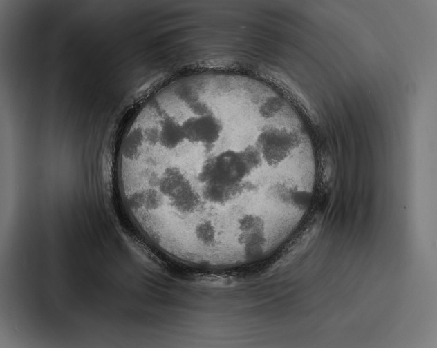 X0000086790542200705111817