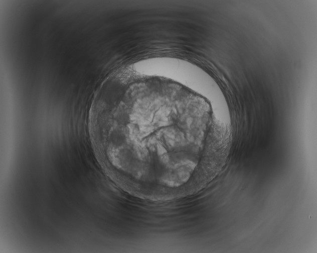 X0000086790667200705111816