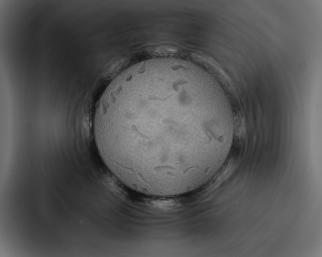 X0000086790669200705111816