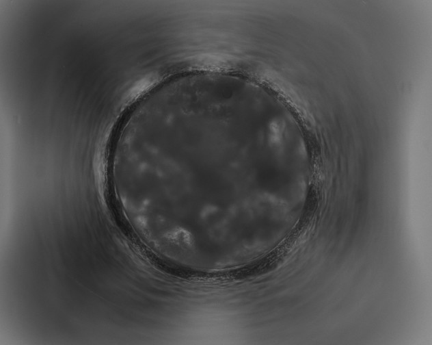 X0000086790679200705111816