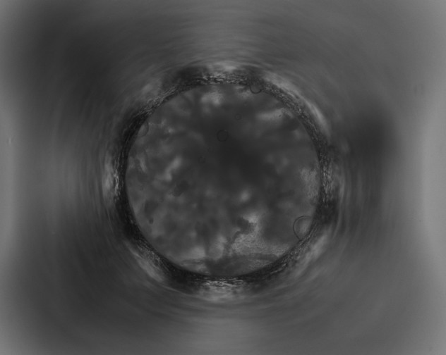 X0000086790703200705111815