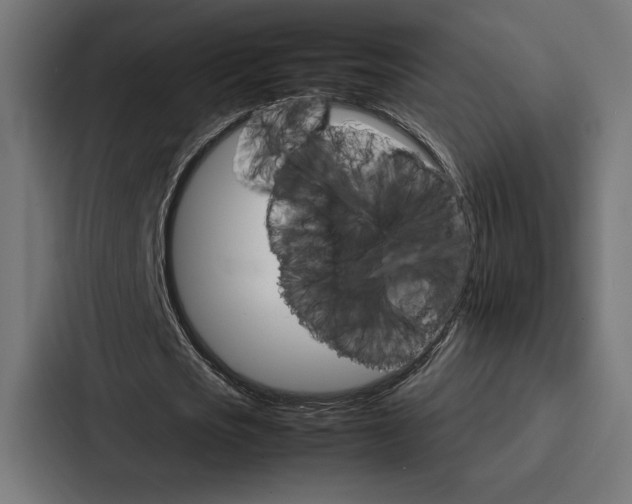 X0000086790721200705111814