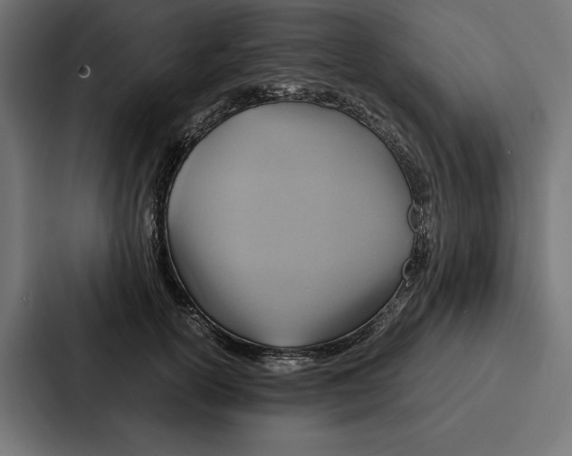 X0000086790754200705111815