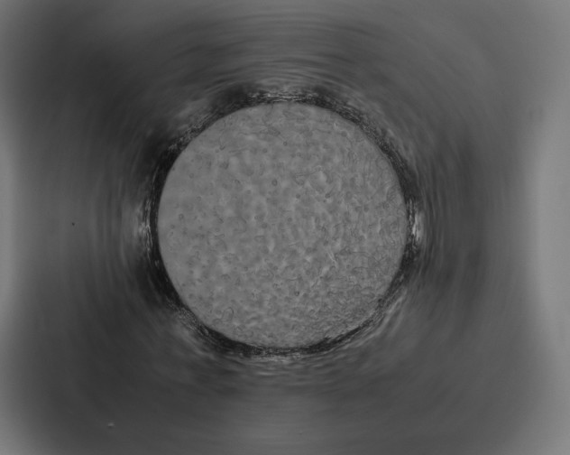 X0000086790771200705111814