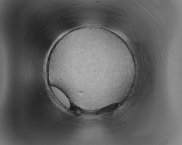 X0000086790864200705111814