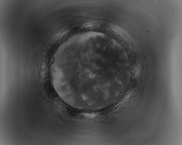 X0000086790917200705111812