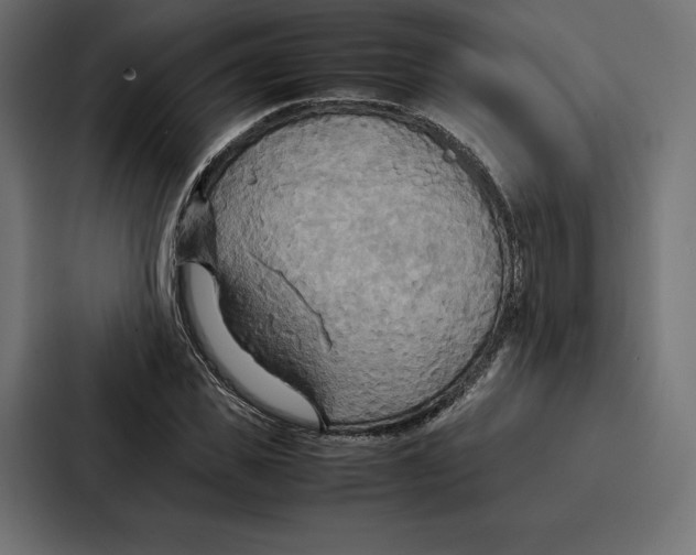 X0000086790925200705111812