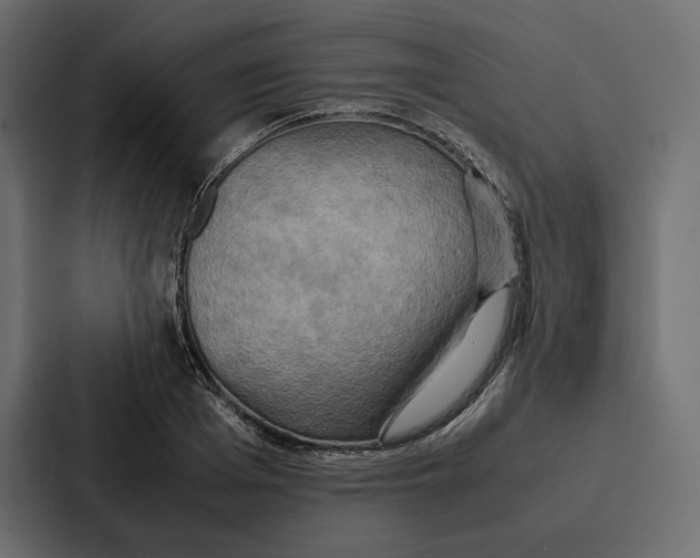 X0000086790985200705111812