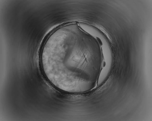 X0000086791024200705111811