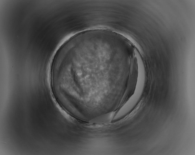 X0000086791054200705111811