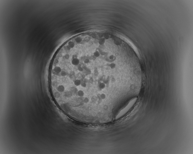 X0000086791099200705111810