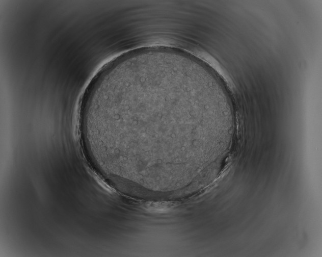 X0000086791116200705111810