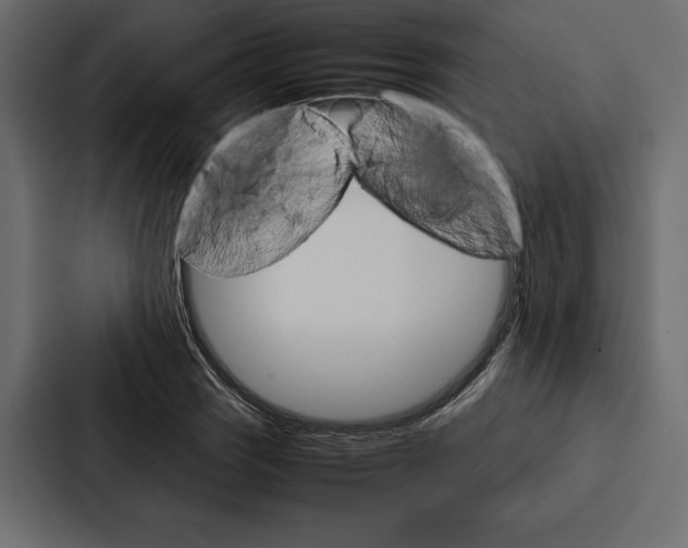 X0000086791121200705111810