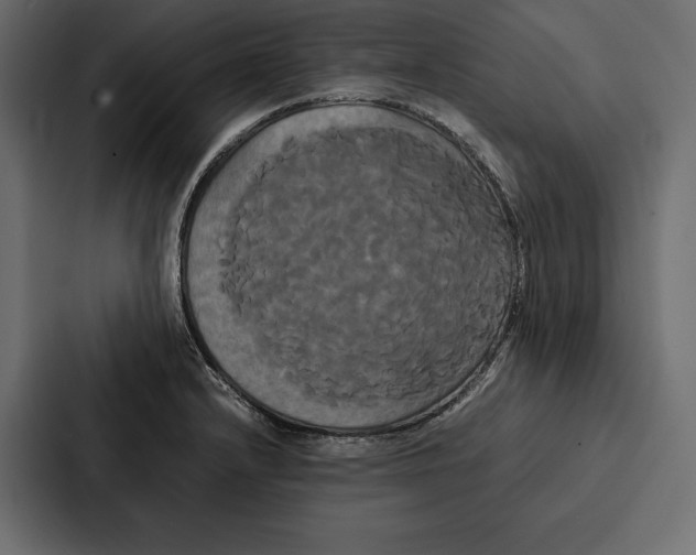 X0000086791232200705111809