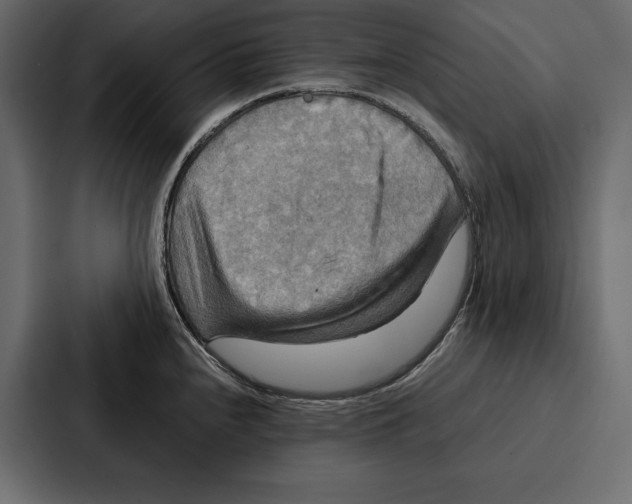 X0000086791240200705111809