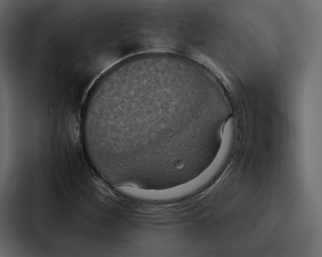 X0000086791260200705111808