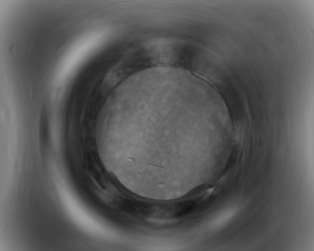 X0000086800431200704201907