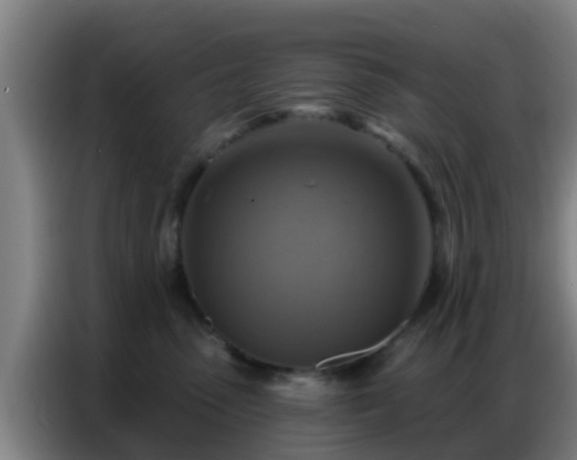 X0000086800475200704201907