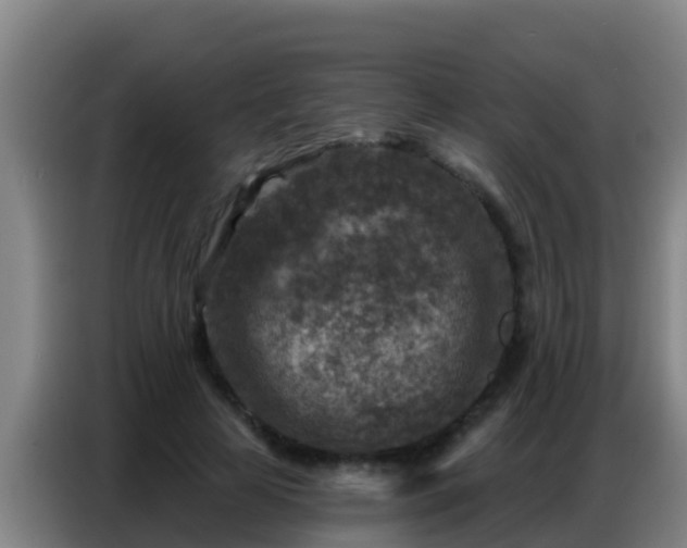 X0000086800641200704201904