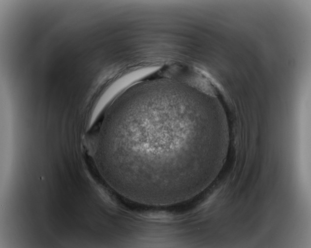 X0000086800685200704201904