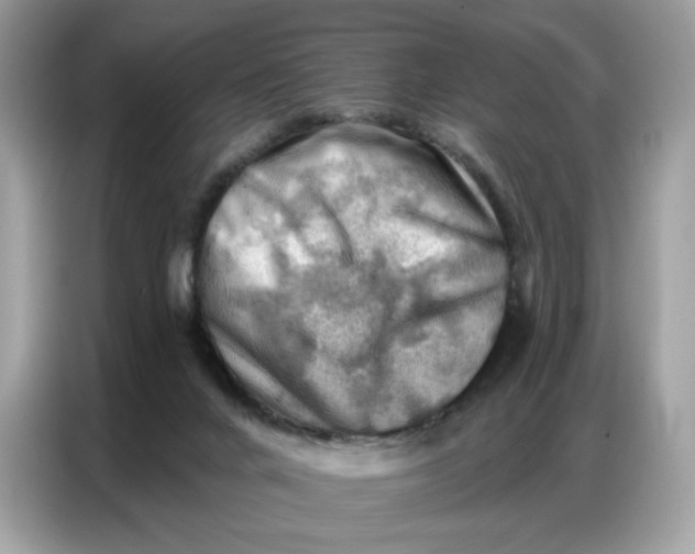 X0000086800024200704271859