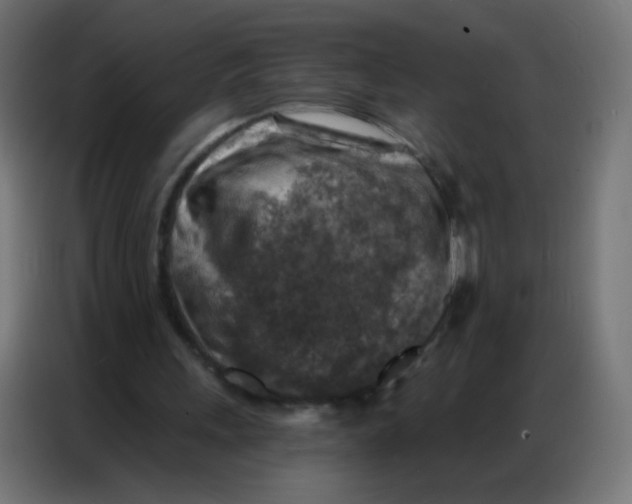 X0000086800243200705041614