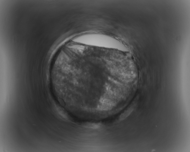 X0000086800247200705041614