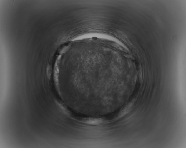 X0000086800458200705041611