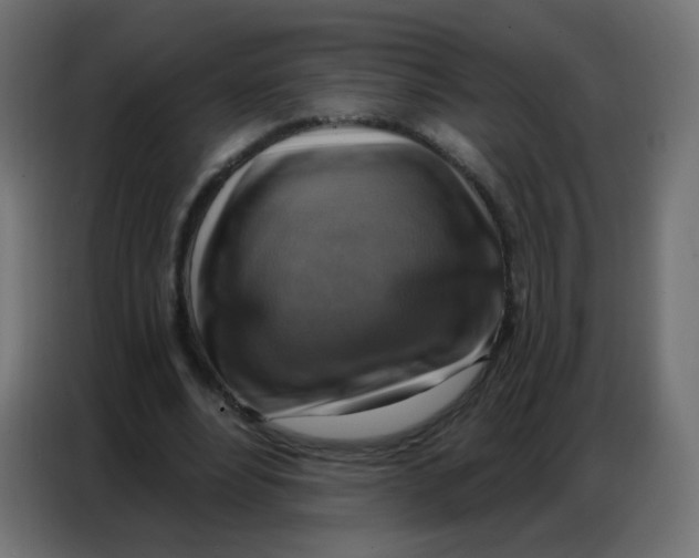 X0000086800488200705041611