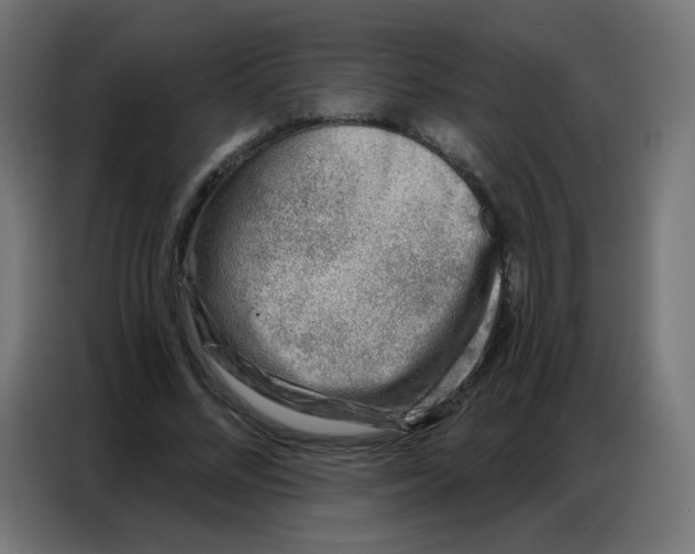 X0000086800684200705041609