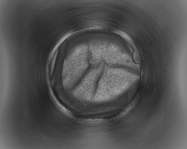 X0000086800859200705041607