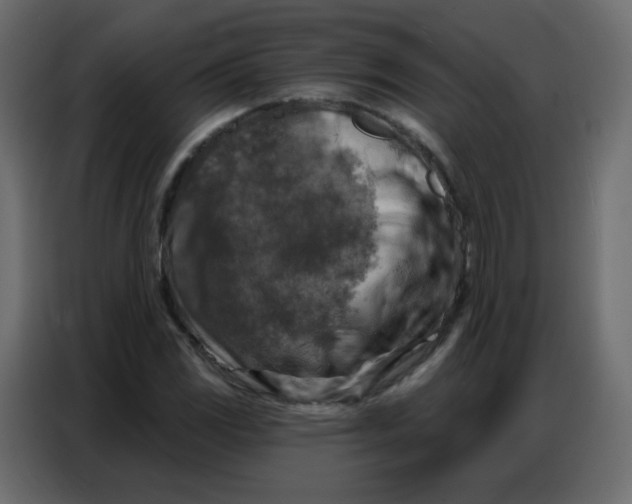 X0000086801117200705041603