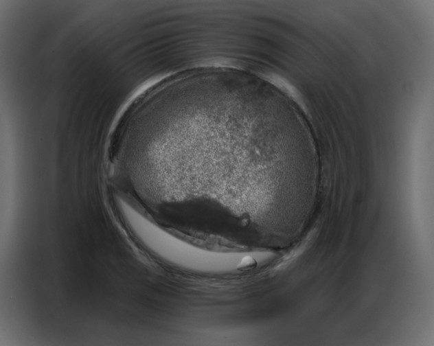 X0000086801125200705041603