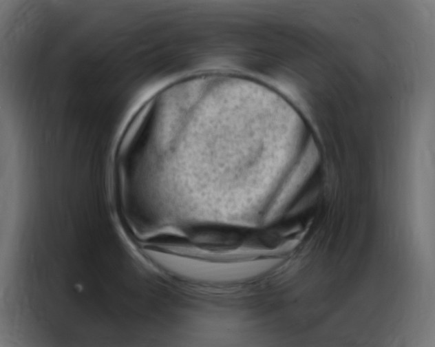 X0000086801295200705041601