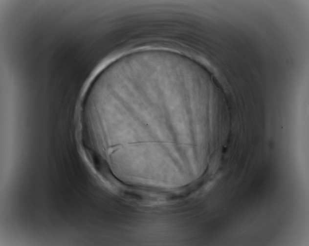 X0000086801522200705041558