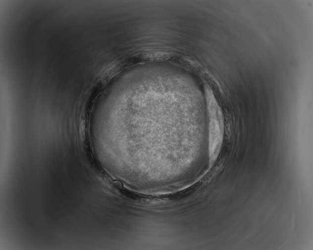 X0000086800716200705111835