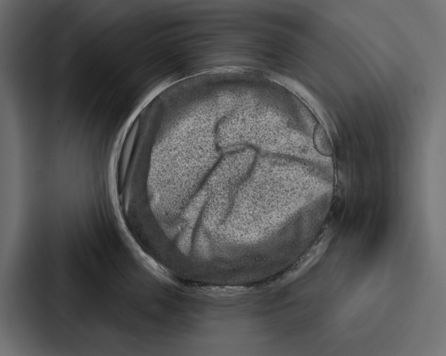 X0000086800859200705111834