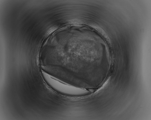 X0000086800889200705111833